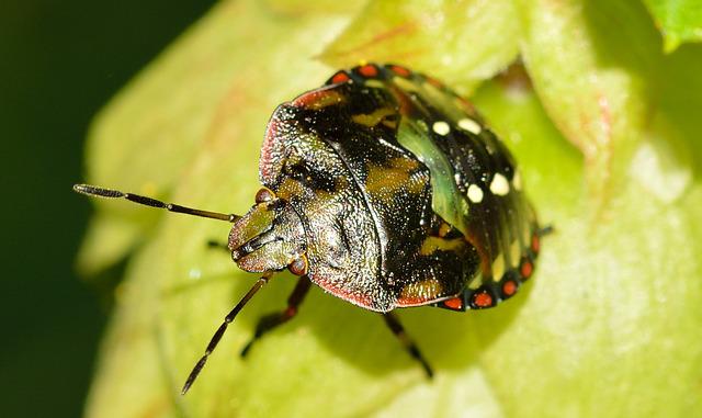 So, Where To Sleep If You Have Bed Bugs
